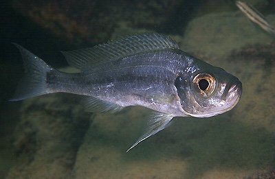 Haplotaxodon microlepis 'Cape Nangu'